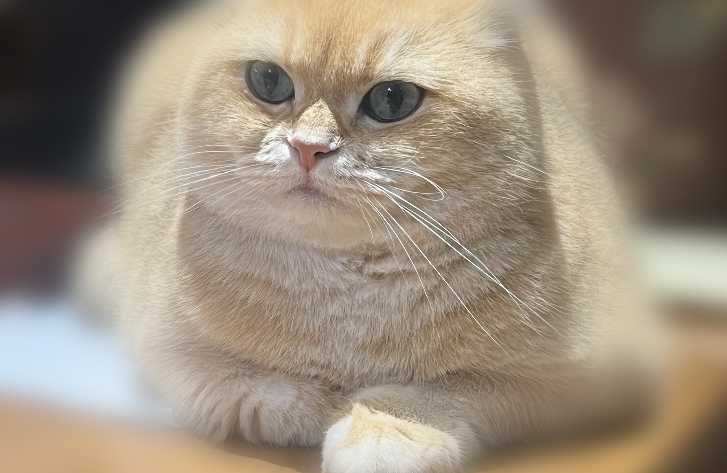 松果猫语