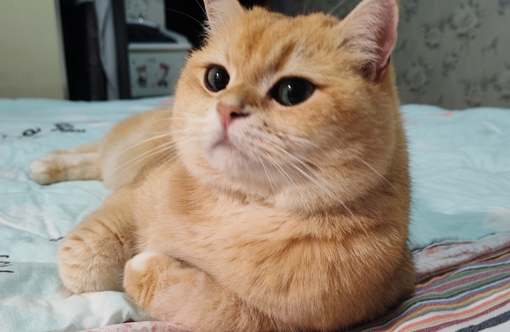 松果猫语