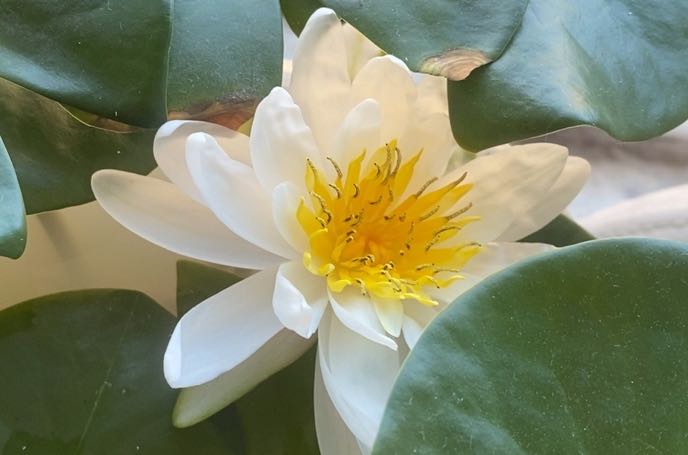 闭嘴真的能避祸——有些话，咽下去是智慧，吐出来是灾难！