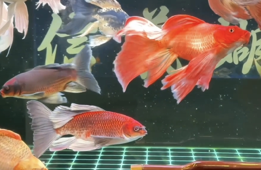 依恋关系深度干货：核心成因解析